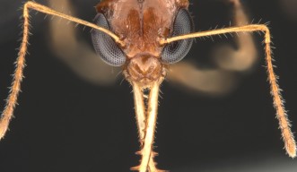 ハンミョウアリMyrmoteras cuneonodum頭部の顕微鏡写真