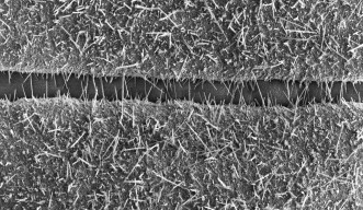 銅微細構造間の隙間を酸化銅ナノワイヤーが埋めていく様子を捉えたSEM画像（色加工処理済）。