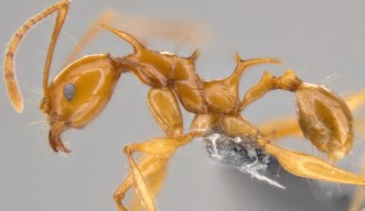 Pheidole viserionの小型働きアリ