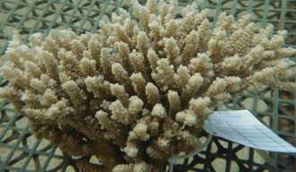 サンゴ研究に新時代到来！サンゴの安定培養細胞株を樹立 | 沖縄科学