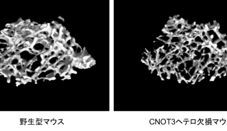 Three-dimensional micro-CT Images