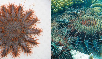 COTS_fig1.jpg?h=4a288176&itok=