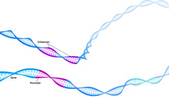 DNA Loops