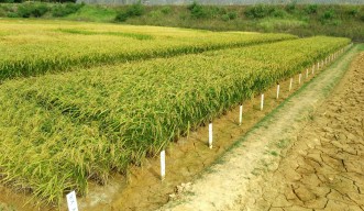 熟成した難消化米のイネが実る圃場