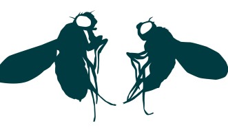 Female and male Drosophila melanogaster