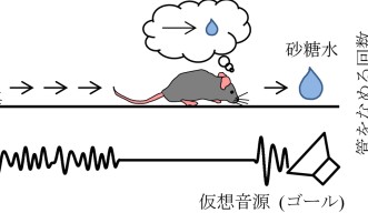 Mice are eager to find the virtual sound source to get the sugar water reward. When the mice get closer to the goal, they increase licking in expectation of the sugar water reward. They increased licking when the sound is on but also when the sound is omitted. This result suggests that mice estimate the goal distance by taking their own movement into account.