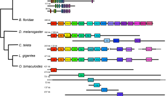 Distribution of Hox genes in chromosomes of different vertebrates and invertebrates