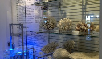 美ら海プラザに展示されているOISTのサンゴ