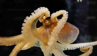 Octopus bimaculoides, also known as the Californian two-spot octopus