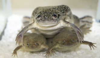 Xenopus.jpg?h=1b04d2f9&itok=