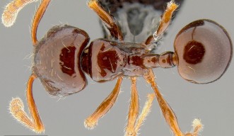 Pristomyrmex tsujii Seen from the Top