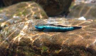 Picture of a goby