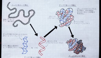 タンパク質のフォールディングとランダム行列理論