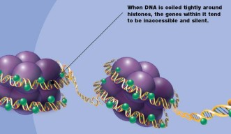 Histones Spooling DNA