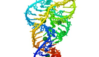 本研究で使用されたリボザイムの三次元構造