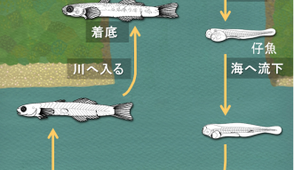 Life cycle of sicydiine goby