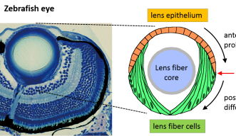 キャプション：ゼブラフィッシュの眼の切片像。左の写真は顕微鏡で撮影したゼブラフィッシュの眼球の切片。写真上が眼球前部で、写真下が眼球後部。右図は水晶体の上皮細胞と線維細胞について、他の眼球構造との相対的な位置関係を示したもの。