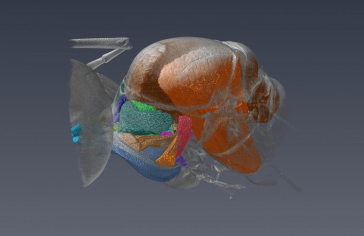 3D models of an ant