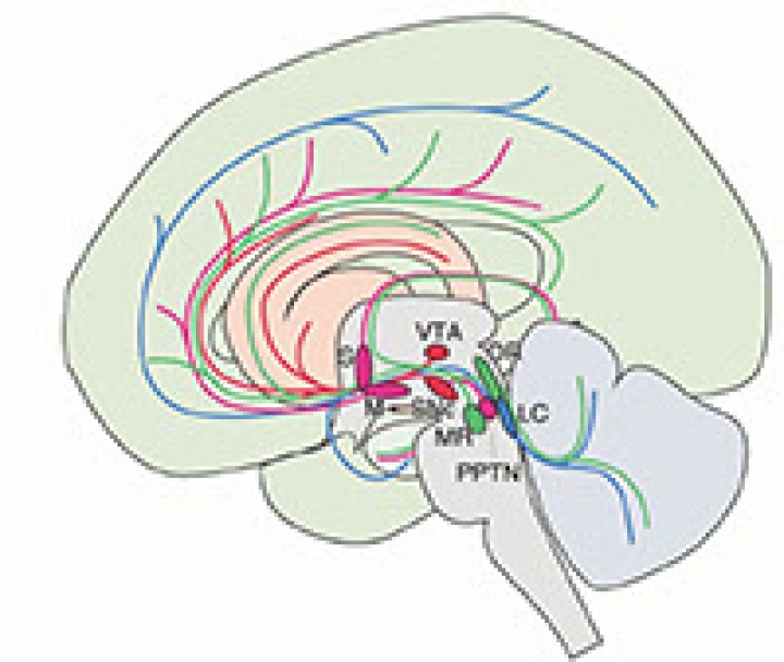Systems Neurobiology Group Hypotheses 1