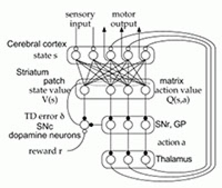 Systems Neurobiology Group  Hypotheses 2