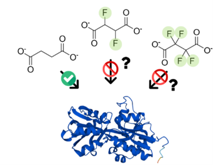 POC Project (78 - Laurino): Figure 2