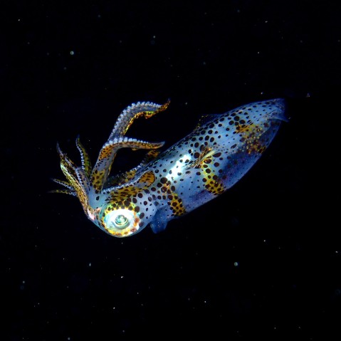 There are three species of oval squid found around Okinawa. Researchers say that their populations have been declining since the ‘80s and are probably only at 10% of their original size. Aquaculture could help provide a sustainable means of using the squid as a food source.