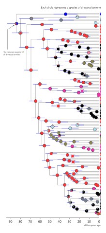 By comparing the mitochondrial genomes of 120 species of drywood termites, the researchers constructed a comprehensive family tree, revealing insights on how termites diversified and spread across the world.