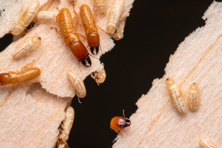 Drywood termites were the center of a recently published study that involved three decades of sample collection and collaborators from across the world. By sequencing the mitochondrial genomes, the researchers discerned that this family has made at least 40 oceanic voyages in the last 50 million years.