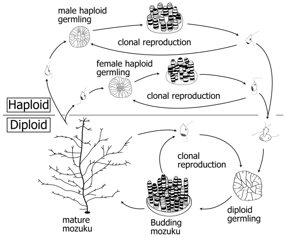 In the mozuku lifecycle, germlings occur as haploids and diploids. The germlings look the same but farmers only want to culture the diploid germlings, which will bud and form mature mozuku.