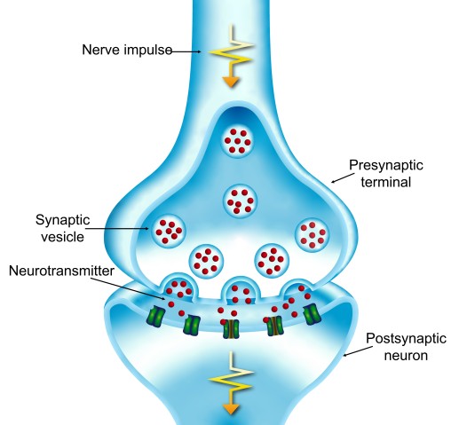 When an electrical signal arrives at the presynaptic terminal, neurotransmitters are released from vesicles into the gap between neurons. The neurotransmitters then trigger an electrical signal in the postsynaptic neuron.
