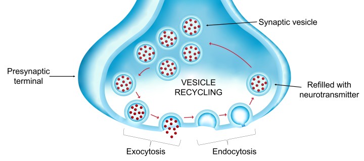 Exocytosis and endocytosis are key steps in vesicle recycling. Exocytosis increases the surface area of the presynaptic terminal membrane, and endocytosis reduces the surface area, so by electrically measuring the surface area of the terminal membrane, scientists can determine if the one of these steps is impaired.
