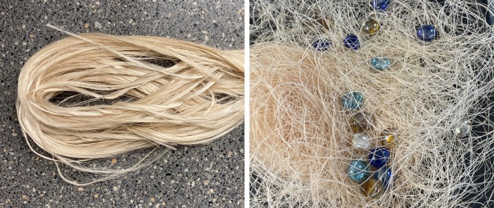 The OIST team is developing biotechnology to extract fibers from the Itobasho plant. The fibers are then connected together to create one long fiber, ready to be spun into yarn. These fibers were extracted by team member, Ms. Yayoi Maehara.
