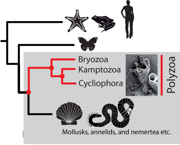 The evolutionary relationships of Kamptozoa and Bryozoa and their place on the tree of life have been revealed in this new study. The study found that they split from mollusks and worms earlier than expected and that they are part of a distinct group, called Polyzoa.