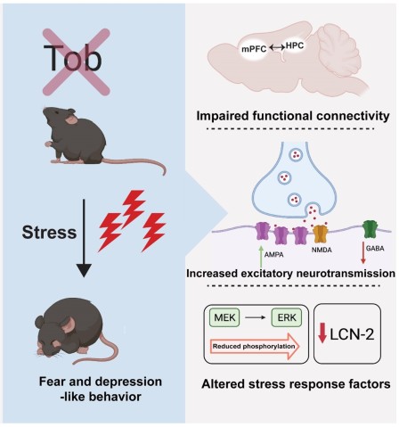 A graphical summary of the research paper. Tob deletion induces fear and depression-like behaviors. This can be explained by the altered functional connectivity between the hippocampus and the pre-frontal cortex. The neurons in the hippocampus showed increased excitation and decreased inhibition. There were also impacts on other genes and proteins.