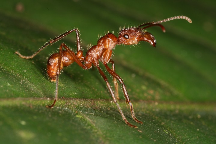 An ant (species: Ectatomma tuberculatum) photographed in Costa Rica. Ants make up a large fraction of the total animal biomass in most terrestrial ecosystems, but researchers say that an understanding of their global diversity is lacking. This new study provides a high-resolution map that estimates and visualizes the global diversity of ants.