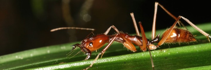 New global map of ant biodiversity reveals areas that may hide undiscovered species