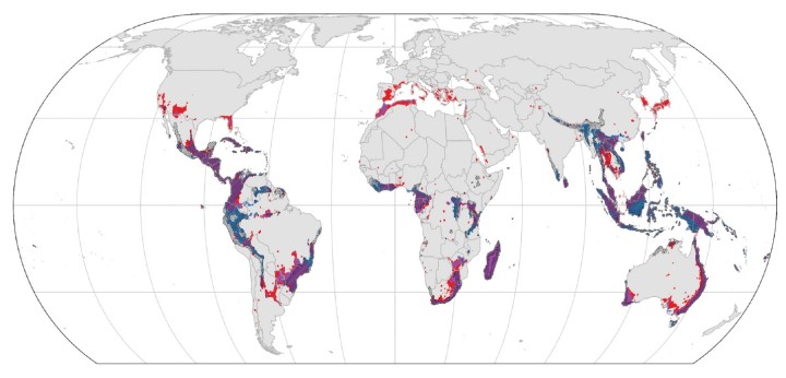 A map highlighting species rarity—the areas with many ant species with very small ranges. The colored areas all indicate important regions for ant species with small ranges. Red indicates areas that are relatively more studied than other areas, which could artificially boost their importance.  Purple areas are both important based on current knowledge and are likely to remain so after future sampling. Blue areas are predicted by machine learning to harbor concentrations of undiscovered, small-ranged ant spe