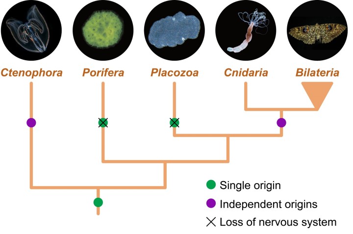 How neurons first evolved is a long-standing debate. Some scientists believe that neurons evolved once and was then lost in some animal lineages (origin points shown in green). Others believe that they evolved twice, one time in the lineage that led to the rise of comb jellies, and a second time in the lineage that led to cnidarians and more complex animals (origin points shown in purple).