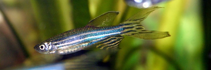 A mutated eye offers a glimpse of a key protein for preventing cancer