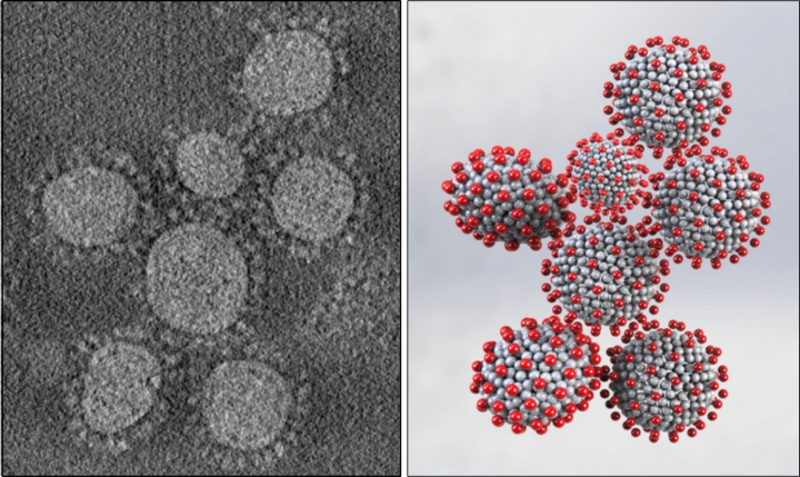 The microscope images of coronavirus reveals that they have ellipsoidal shapes. The scientists modeled these different shapes to see how it impacts the speed that the particles rotate. This image appeared in the research paper published in Physics of Fluids.