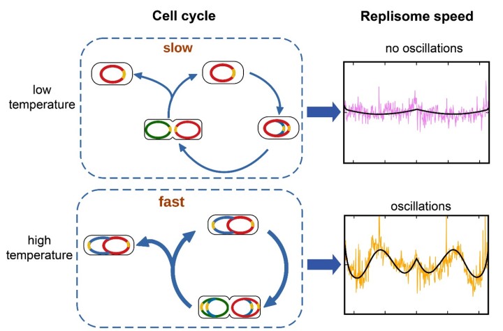 When growth rate is fast, such as when bacteria are cultured at a high temperature, oscillations in replisome speed appear. This may be due to multiple copies of the genome being replications at the same time. At slow growth rates, when only one genome is copied at a time, the oscillations disappear.