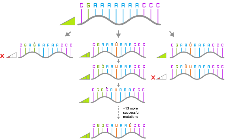 Mutations must maintain a similar fitness level compared to the one before and after them if diversity is to increase. If the mutation negatively impacts the variant, then the pathway to reach other variants will not be accessible. The above image shows a short sequence and the mutations that come from it. As can be seen, either the mutations maintain the same fitness level as the one before them and go on to form new mutants, or they are of lower fitness level and die out. Please note that the sequence is 
