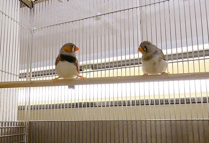 A juvenile zebra finch (right) learns songs from a tutor (left). Through this interaction, the tutor conveys not only the sounds of the song, but also that the song is important and needs to be memorized.