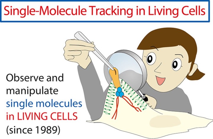 single molecule tracking in living cells