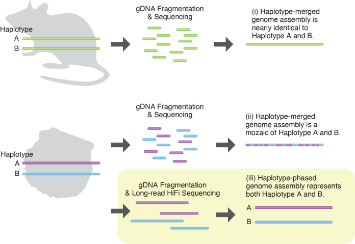 生物が生命活動を維持するために必要な遺伝情報を「ゲノム」という。ゲノム解読では、個々の細胞からDNAを取り出し、断片化して解析し、そのDNA配列の断片を再構築してゲノムアセンブリを得る。有性生殖を行う動物は、母親と父親からそれぞれ1セットずつゲノムを受け継ぐ。片方の親に由来する１セットのゲノム情報を「ハプロタイプ」という。(i）系統が確立した実験生物や遺伝的多様性が低い種では、1個体がほぼ同一のゲノムを2セット持っているため、ハプロタイプ同士を混ぜ合わせて再構築したゲノムアセンブリは、元の2セットのゲノムの両方に類似することになる。(ii）野生動物のように遺伝的多様性が高い生物では、ハプロタイプ間のDNA配列に大きな違いがあるため、従来のように2つのハプロタイプを混ぜ合わせてゲノムアセンブリを再構築すると、一部のゲノム情報が損なわれる可能性がある。(iii) 本研究では、最新のシーケンサーを用いることで、高精度で長いDNA配列決定が行われた。研究チームは、2つのハプロタイプのゲノムを別々に再構築した。