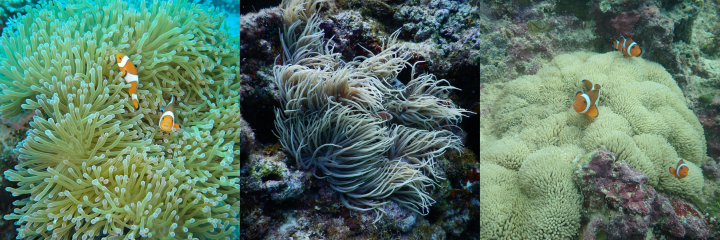 Heteractis and Stichodactyla giant sea anemones