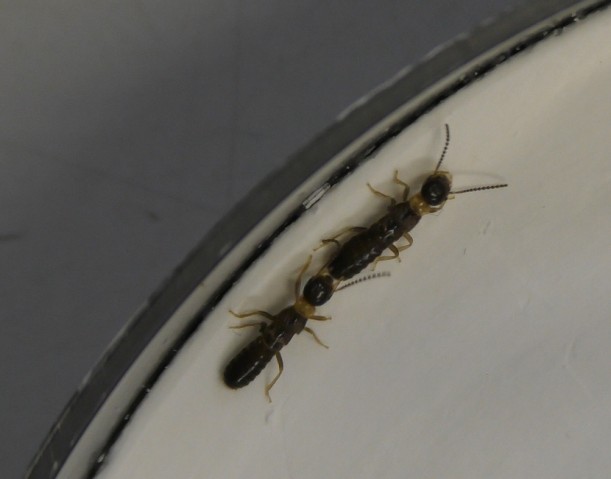 A female-male tandem run in Japanese termites