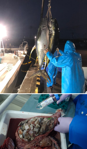 Sampling tuna for microplastics fieldwork