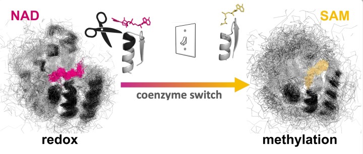 Coenzyme switch on Rossmann enzymes through InDel engineering