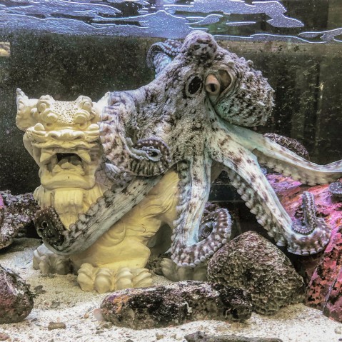 A day octopus, Octopus cyanea, sits on top of a status of a shisa, a guardian lion from Okinawan folklore.